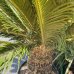 Cycas Revoluta, Cykas japonský, kont. C110L, výška kmeňa: 60-70 cm, celková výška: 140-150 cm